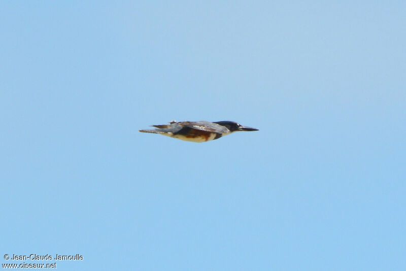 Belted Kingfisher female, Flight