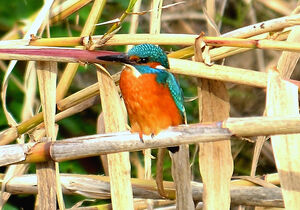 Common Kingfisher