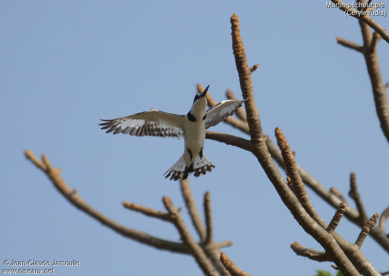 Pied Kingfisher female, Flight