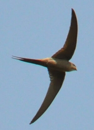 African Palm Swift