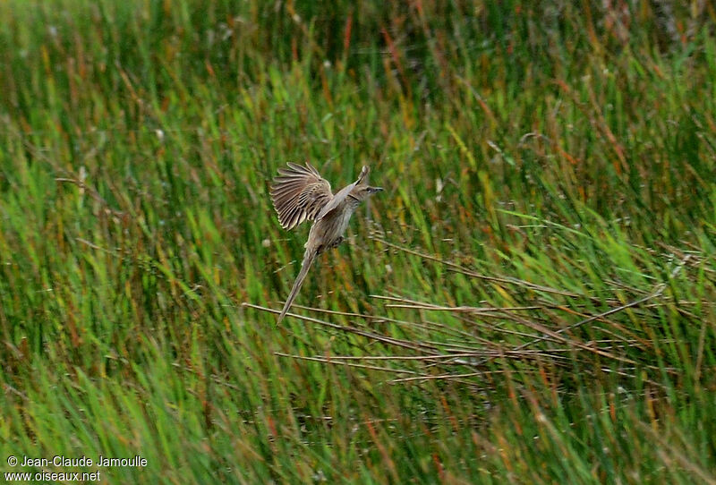 Striated Grassbird, Flight, Behaviour