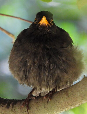 Common Blackbird