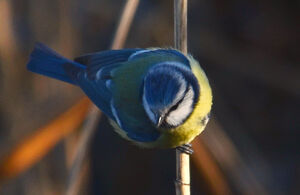 Eurasian Blue Tit 
&copy; Jean-Claude Jamoulle