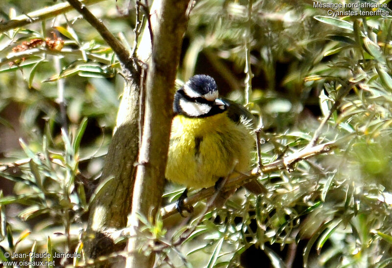 African Blue Tit male