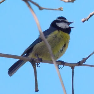 African Blue Tit