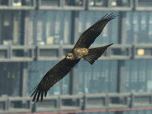 Black Kite