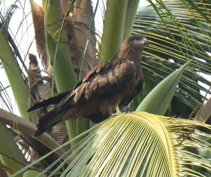 Black Kite