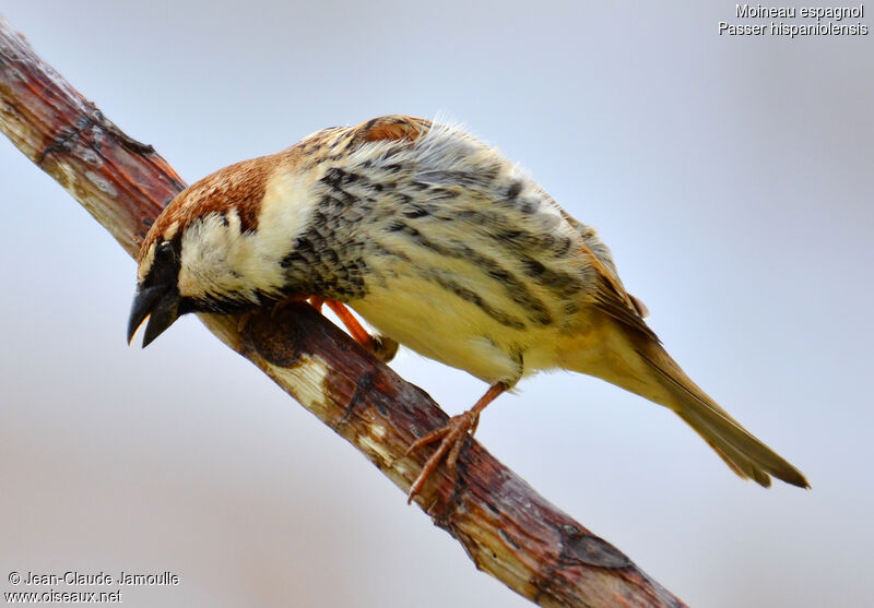 Spanish Sparrow male adult, Behaviour