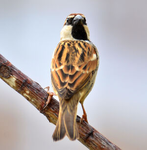Spanish Sparrow