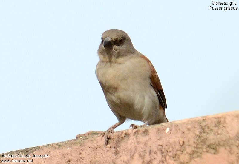 Northern Grey-headed Sparrow, Behaviour
