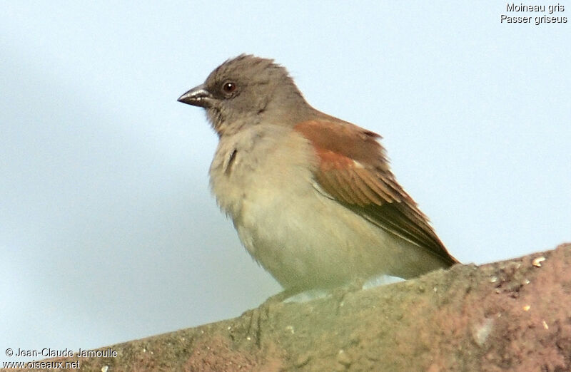 Northern Grey-headed Sparrow, Behaviour