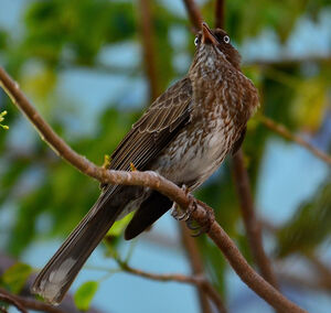 Pearly-eyed Thrasher
