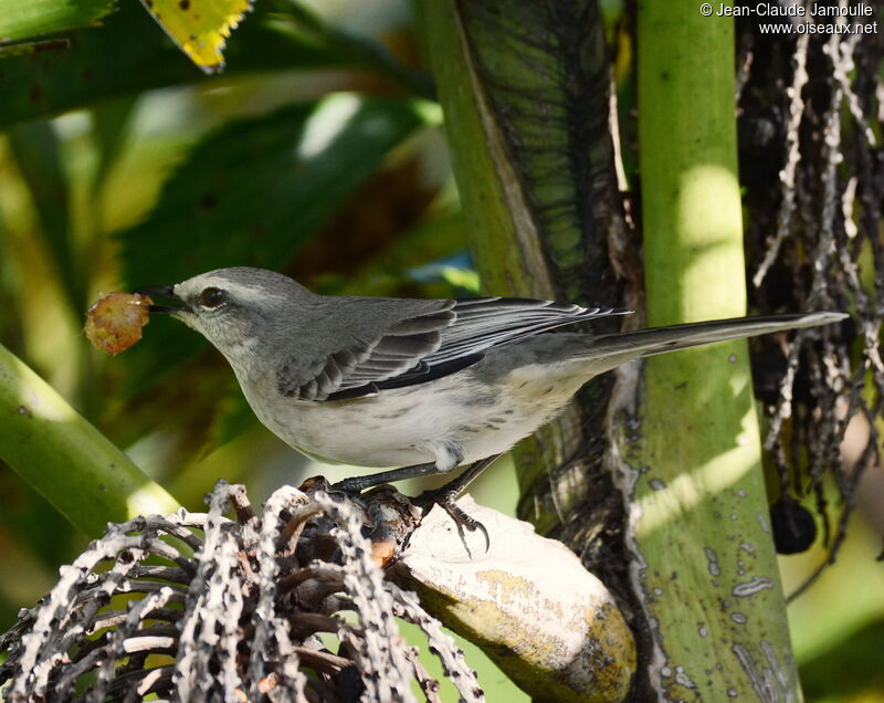 Tropical Mockingbirdadult, identification, aspect, Flight, feeding habits, eats