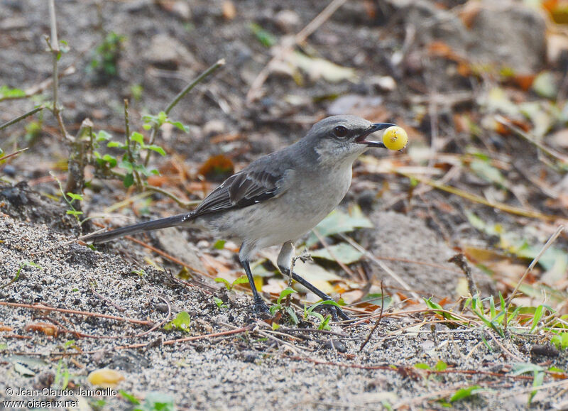 Tropical Mockingbird, feeding habits