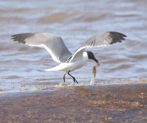 Mouette atricille