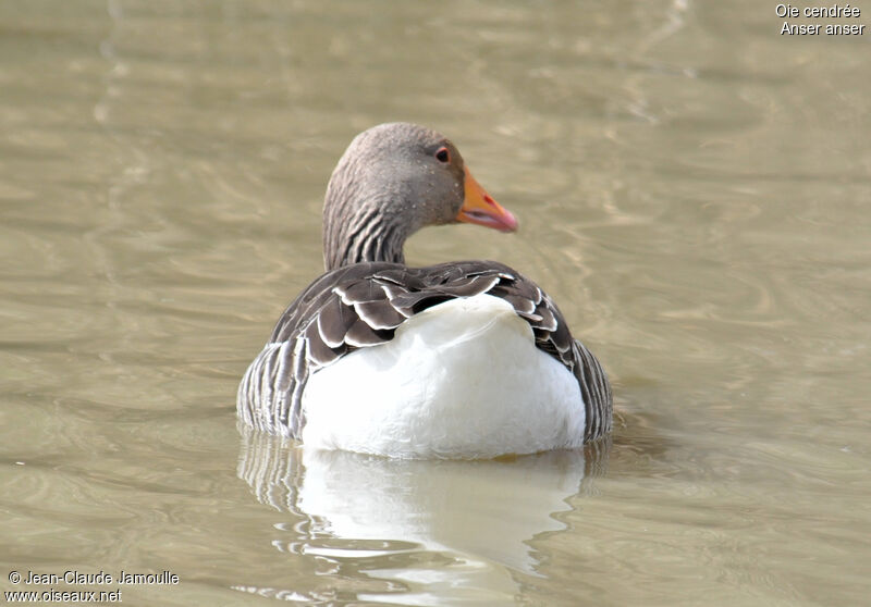 Greylag Goose, Behaviour