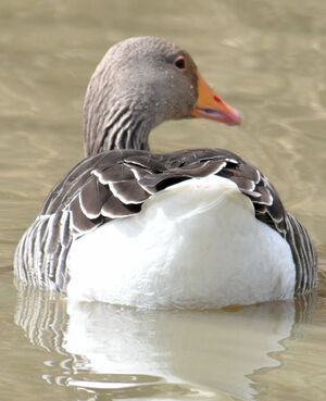 Greylag Goose