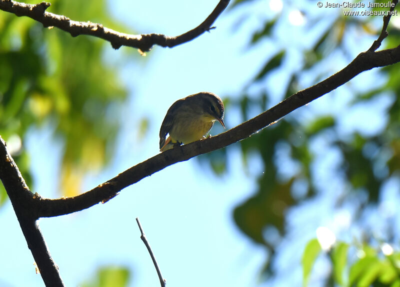 Blackpoll Warbler female
