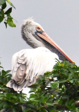 Spot-billed Pelican