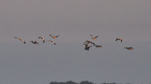 Great White Pelican