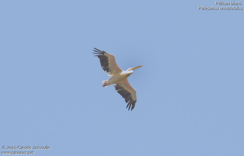 Great White Pelican, Flight