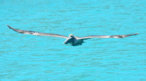 Brown Pelican