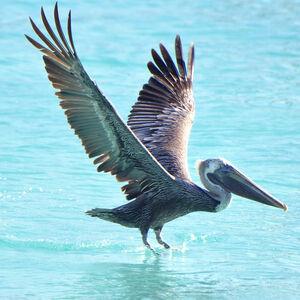 Brown Pelican