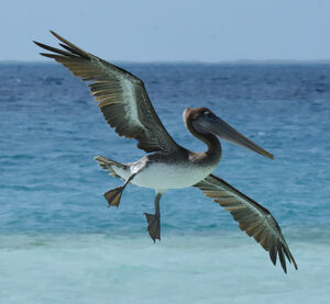 Brown Pelican