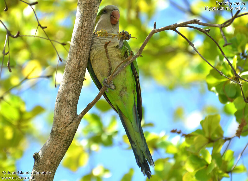Monk Parakeet, feeding habits, Behaviour