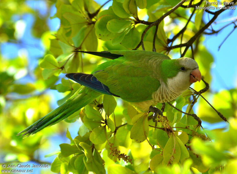 Monk Parakeet, Behaviour