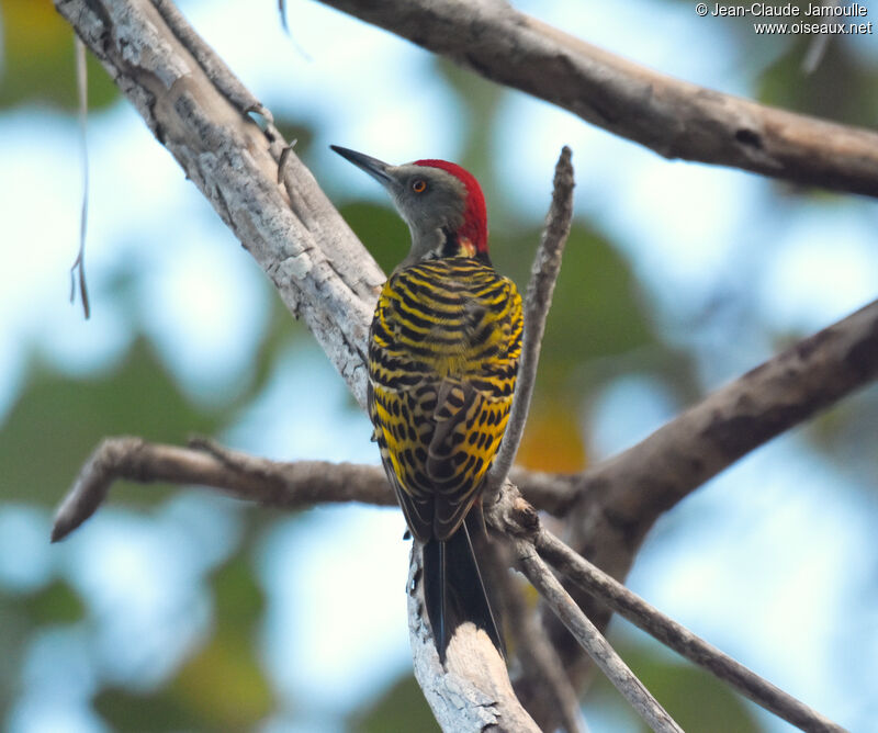Hispaniolan Woodpecker male adult