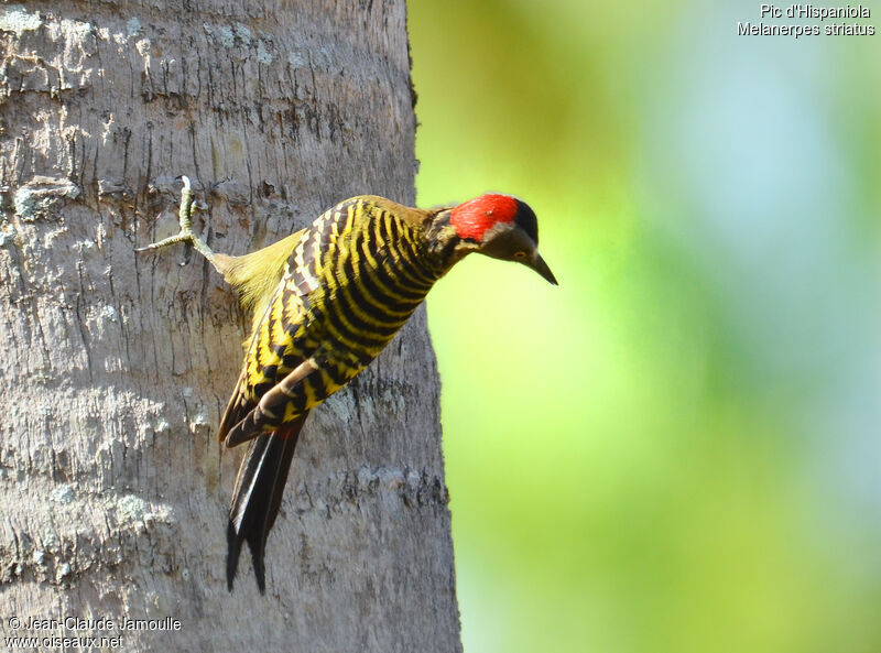 Hispaniolan Woodpecker female adult, Behaviour