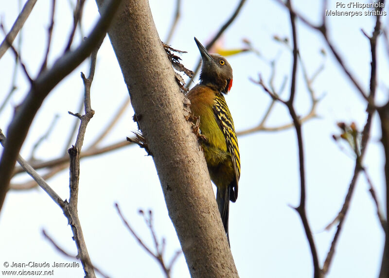 Hispaniolan Woodpecker female, Behaviour