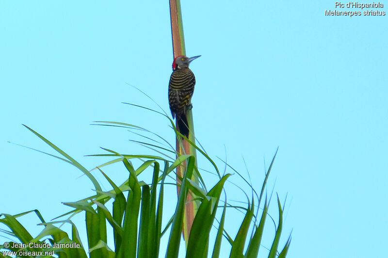 Hispaniolan Woodpecker male