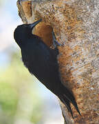 Guadeloupe Woodpecker