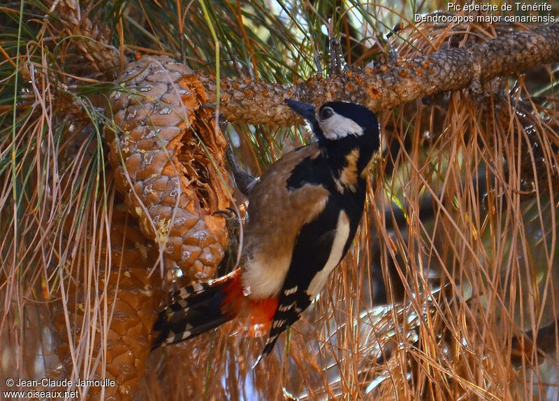 Great Spotted Woodpecker (canariensis), feeding habits, Behaviour