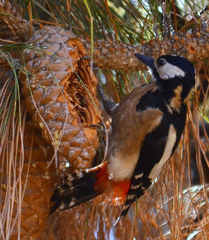 Teneriffa's great spotted woodpecker