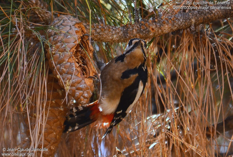 Great Spotted Woodpecker (canariensis), feeding habits, Behaviour