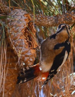Teneriffa's great spotted woodpecker