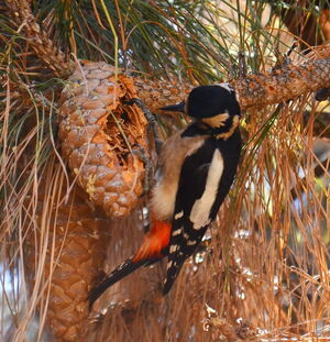Teneriffa's great spotted woodpecker