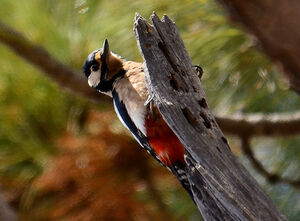 Teneriffa's great spotted woodpecker