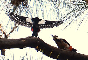 Teneriffa's great spotted woodpecker
