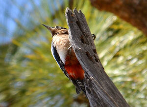 Teneriffa's great spotted woodpecker