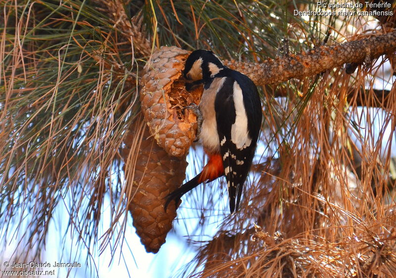 Great Spotted Woodpecker (canariensis) female adult, feeding habits