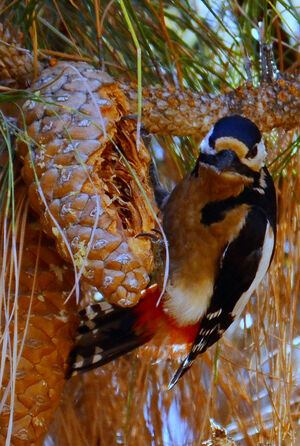 Teneriffa's great spotted woodpecker