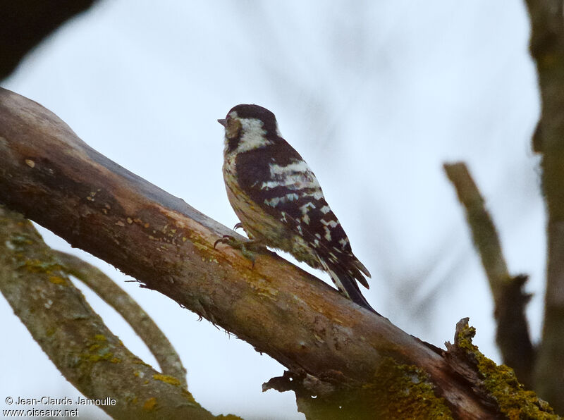 Lesser Spotted Woodpecker female adult