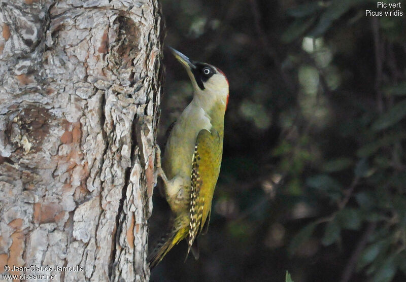 European Green Woodpecker female adult, Behaviour