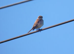 Red-backed Shrike