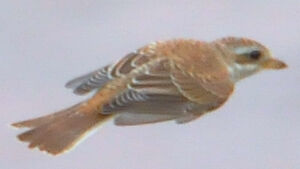 Red-backed Shrike