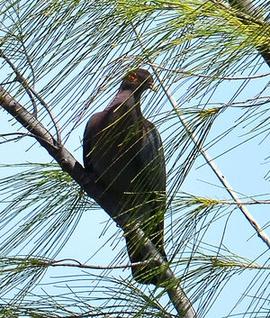 Pigeon � cou rouge
